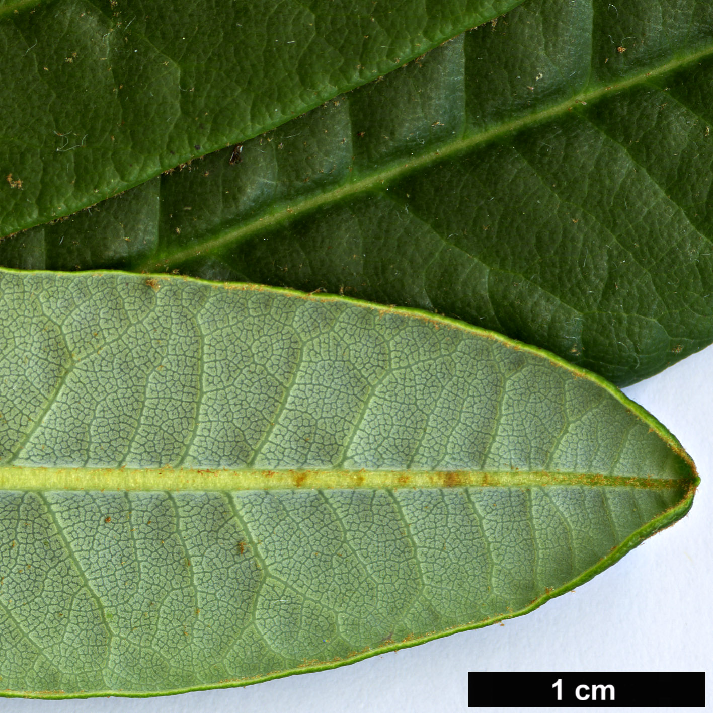 High resolution image: Family: Ericaceae - Genus: Rhododendron - Taxon: neriiflorum - SpeciesSub: subsp. phaedropum